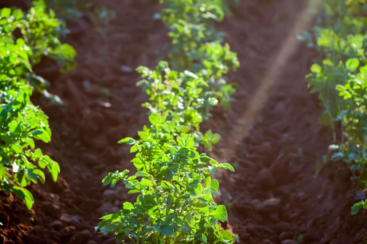 Calendrier De Jardinage UK A3 - Planner Pour Cultiver Légumes - Imperméable, Résistant UV - 36 Légumes, Conseils Mois Par Mois - Cadeau Jardinier