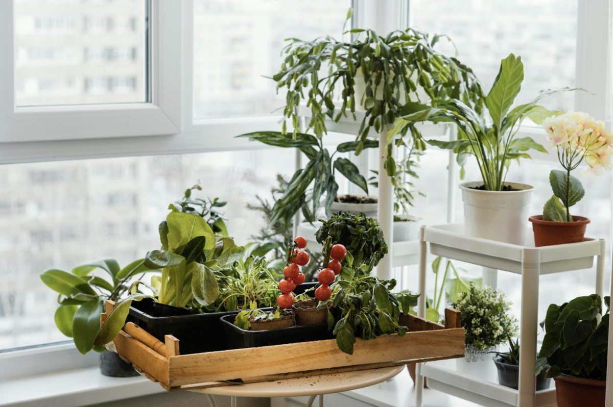 Jardinage sans jardin : voici comment cultiver des légumes en pots et conteneurs