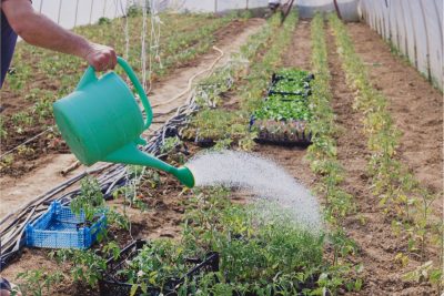 Comment réduire l'impact environnemental de votre jardin ?