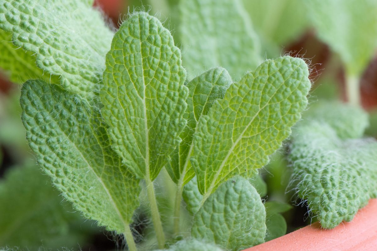 La sauge aromatique