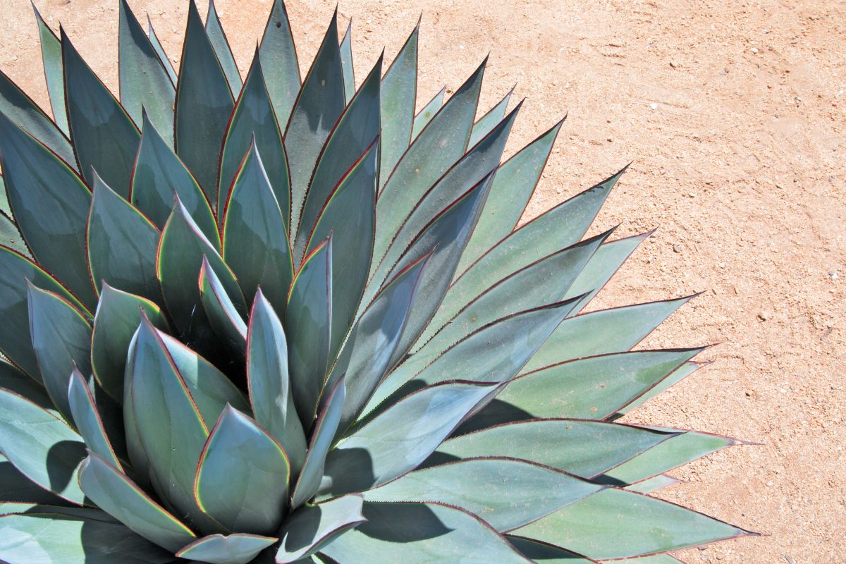 agave