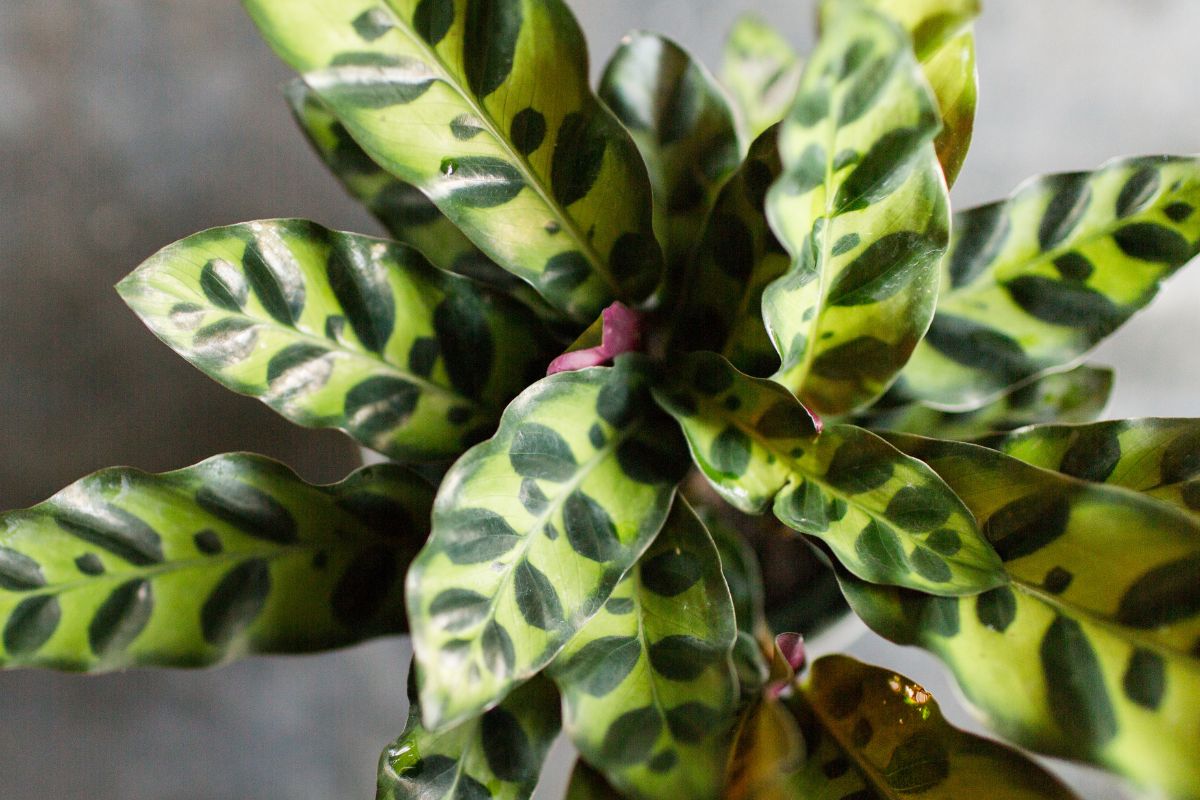 Plantes tropicales calathea