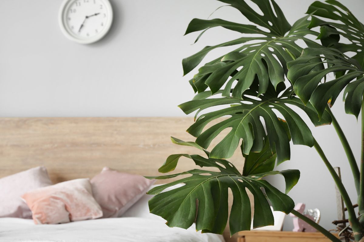 plantes tropicales